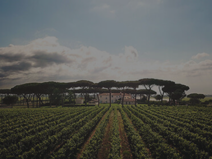 Tenuta Guado Al Tasso