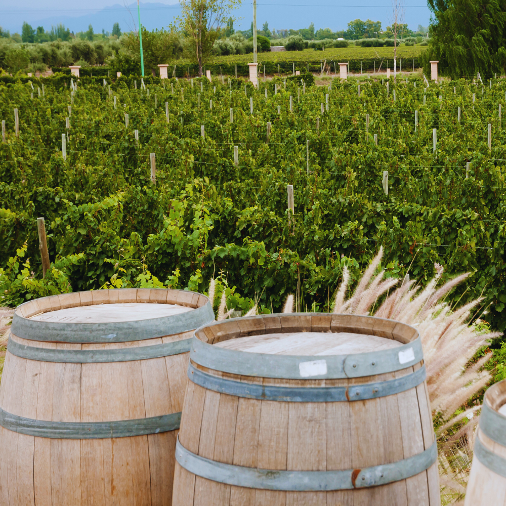 Weine aus Argentinien