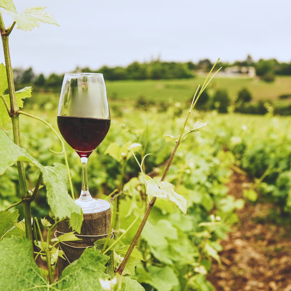 Weine aus Frankreich