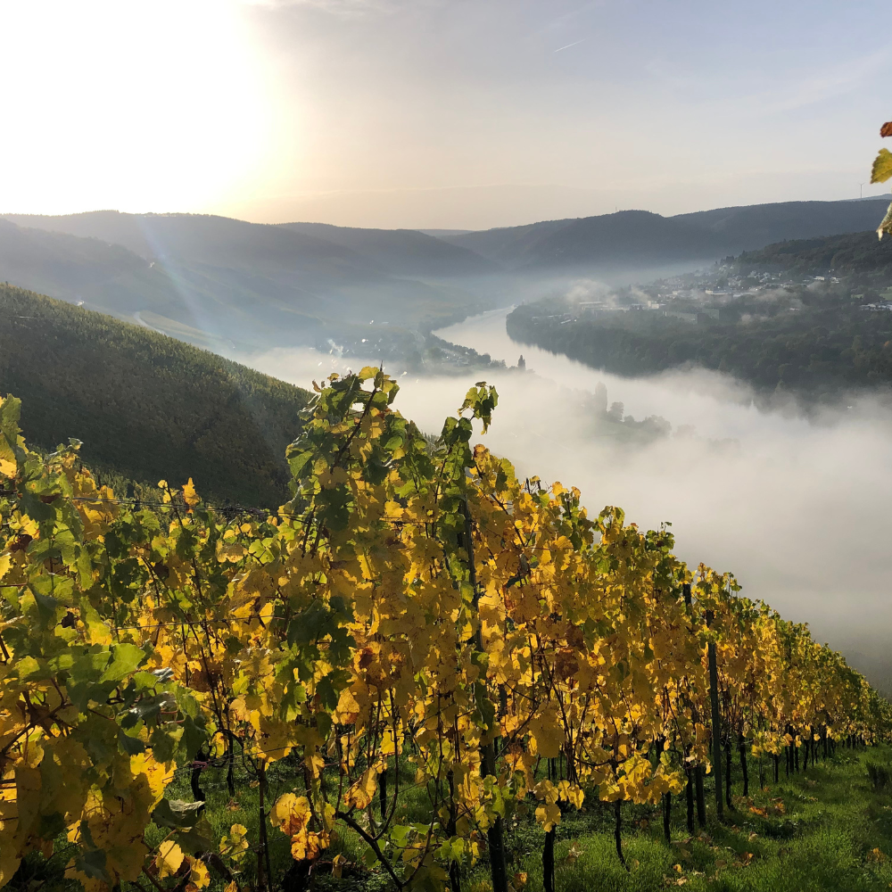 Weine aus Deutschland