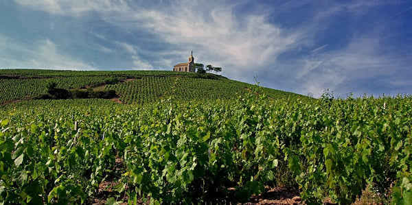 Domaine Bernard Metrat et Files