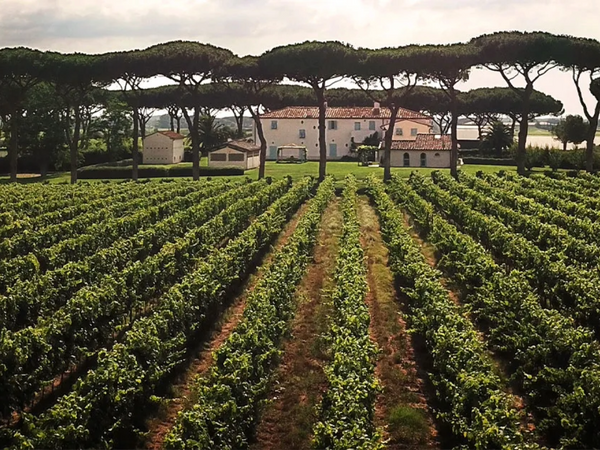 Tenuta Guado Al Tasso